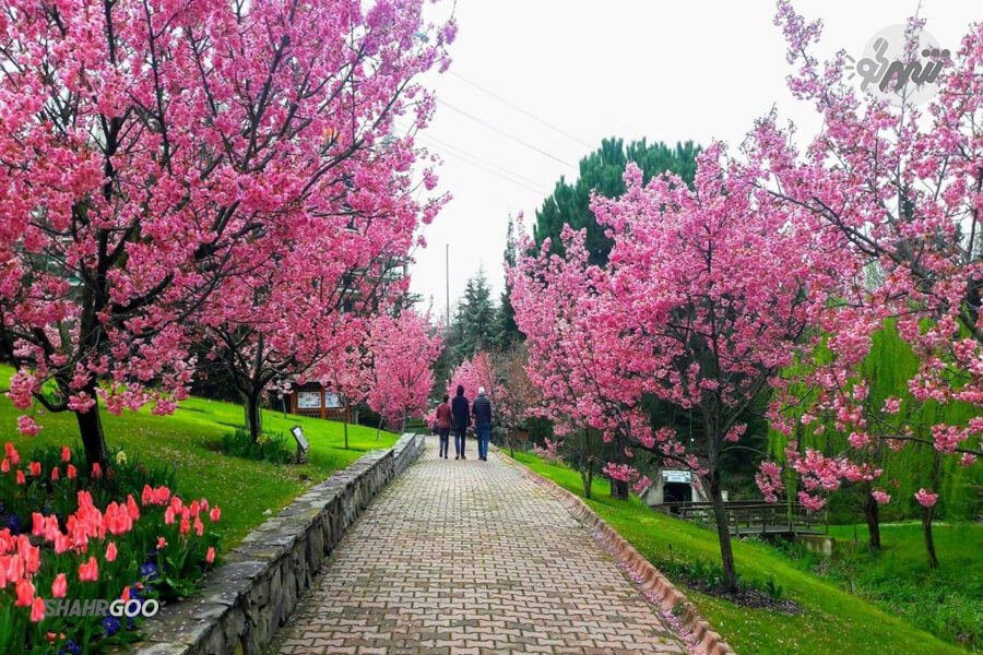 باغ ژاپنی بالتالیمانی استانبول