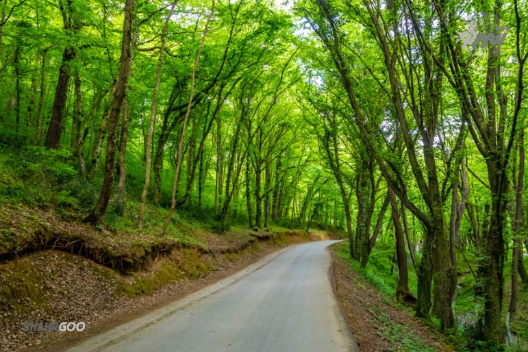 İstanbul Belgrad Ormanı