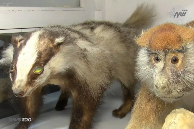 İstanbul Zooloji Müzesi