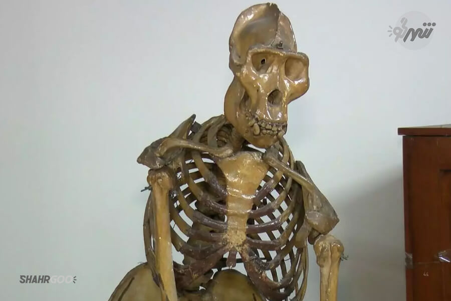 موزه جانورشناسی استانبول | İstanbul Zooloji Müzesi